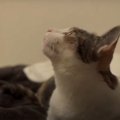 『快適度アップだにゃん♪』明るくなった猫ちゃんのお部屋