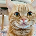 猫が飼い主を『お見送りするとき』の気持ち3つ