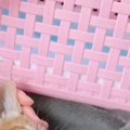 保護して2日目の子猫を動物病院に連れて行ったら…帰りに見せた『尊すぎる…