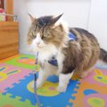 猫ちゃんのハーネス特訓！お手本を見せると…