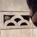 ブロック塀の穴を覗いてみたら、『小さな子猫』が……保護した結果→涙あ…