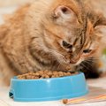 猫の『寿命を長くする食事』に必要な6つの条件　愛猫の健康を守るため…