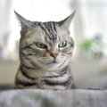 猫が『反抗期』に突入したときのサイン3つ　どんな変化が表れるの？上手な…