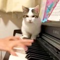 ピアノを練習する女の子→猫が鍵盤の上に乱入して…迷惑だけど愛おしい…