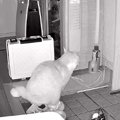 早朝、猫がパパの靴の中に向かって…ペットカメラがとらえた『犯行現場…