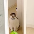 ママが体調不良で寝込んでいると、2匹の猫がパパのところに向かって…思わ…