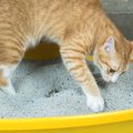 猫がトイレの砂を何度もホリホリする６つの理由