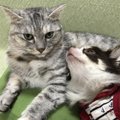 先輩犬・猫とも仲良し♡保護猫カフェで出会った『ラテ』