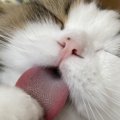 猫が『舌なめずり』するときの心理５つ