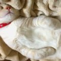 生後3ヵ月頃の大胆な寝相♡爆眠中の子猫ちゃん