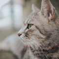 猫は『反省』するとどうなる？5つのサインと飼い主がすべきケア方法