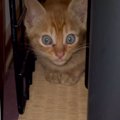 おびえていた保護子猫にそっと寄り添ってくれたのは…心温まる光景と『…