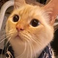 エアコンが壊れた日、ネコの首に『巻かれていたもの』とは…キュンとくる光…