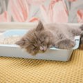 猫がわざわざ『トイレで寝る』のはなぜ？考えられる理由3選　もしかし…