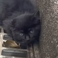 カラスに襲われ、車道の端でうずくまっていた子猫…保護されて『少しず…
