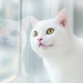 猫が起きているのはたったの8時間！気になる5つの『過ごし方』