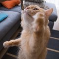 猫に『煮干し』は要注意な理由3つ　あげるなら適量を守って