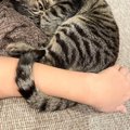飼い主さんと一緒にいたい『甘えん坊な猫』→しっぽを使って…『愛おし…