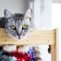 猫が「良かれと思って」してくれるちょっと困ること４つ