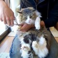 保護したボス猫が『はじめての爪切り』に挑戦した結果…予想を超えてく…