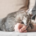 猫があなたに『襲いかかってくる』4つの原因と対処法　猫の攻撃行動に…