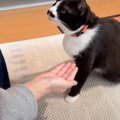 元野良猫に『お手』を教えてみたら…まさかの結果が衝撃的すぎると42万…