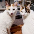 買って良かった！みんなにお勧めしたい猫のアイテム4選