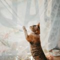猫が『カーテン登り』をしてしまう4つの理由　困った行動をやめさせるため…