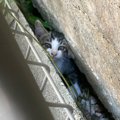 家の裏で『カラスに狙われていた子猫』→勇気ある行動で救出された結果…涙…