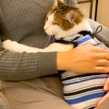 テレワーク中のママ→猫が抱っこをおねだりして…もはや仕事どころでは…
