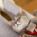 猫の『冷え』を和らげよう！血行を良くする3つの方法	