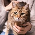 猫も『下心』を抱くことがある！？愛猫が何かを企んでいるときの5つの…