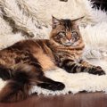 メインクーンの飼い方について。大きな猫を飼うときのポイント