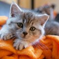 飼い主が『子猫の時にやっておけば…』と後悔する６つのこと