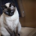 すべての猫職人がパンを捏ねるわけじゃない！？「ふみふみ」事情