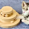 この５つだけはしっかり守りたい！猫の『お留守番』時の注意点