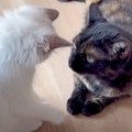 怒らせると『ボス猫より強い猫』→おてんば子猫に顔を叩かれた結果…予想外…