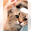 飼い主が風邪で寝込んでいたら、『フンゴロといいながら寄り添う猫』が…「…