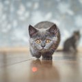 猫を大興奮させる『遊ばせテクニック』5選　ポイントは「いかに狩猟本能を…