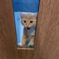 悲しい顔しないで！生後３ヵ月の子猫さんの視線にやられる！