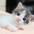 猫はどこからペットショップに来るの？３つの故郷について