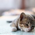 猫が『孤独』を感じてしまう飼い主の行動３つ