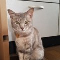 猫を賢く育てる飼い主のなにげない行動５つ