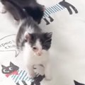 部屋に入ると、『３匹の赤ちゃん猫』が集まってきて…頬が緩む『可愛す…