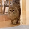猫じゃらしを目の前まで『運んできた猫』→次の瞬間…反則級に可愛い&qu…