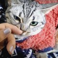 飼い主さんの膝の上は最高！幸せを満喫中の猫ちゃんたち♪