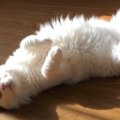 気持ちよさそうにへそ天♡日向ぼっこでとろけちゃった猫ちゃん