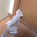 小さな子猫が『大きなドア』をこじ開けようとした結果…予想外の結末が…