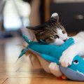 猫が『けりぐるみ』にのめりこむ理由3つ　なぜ夢中で蹴るの？愛猫にもたら…