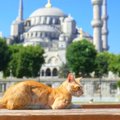 すべては猫のために！　「断熱構造の猫小屋」や「療養エリア」も…国会議事…